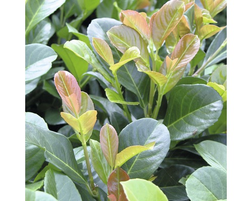 Nahaufnahme einer Lorbeerkirsche mit Blättern