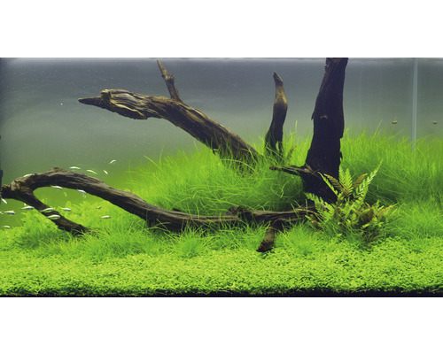 Aquarium mit Aquariumpflanzen und Wurzelholzdekoration