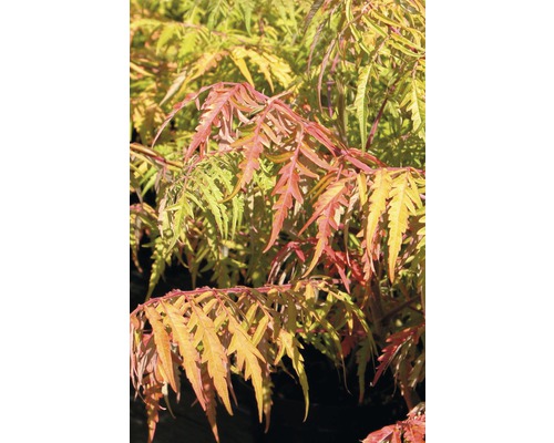 Essigbaum 'Tiger Eyes' FloraSelf Rhus typhina 'Tiger Eyes' H 80-100 cm Co 15 L Essigbaum mit gefiederten Blättern