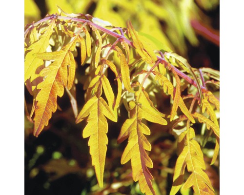 Blätter einer Pflanze