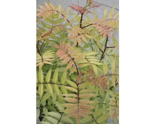 Nahaufnahme einer Eberesche mit gefiederten Blättern