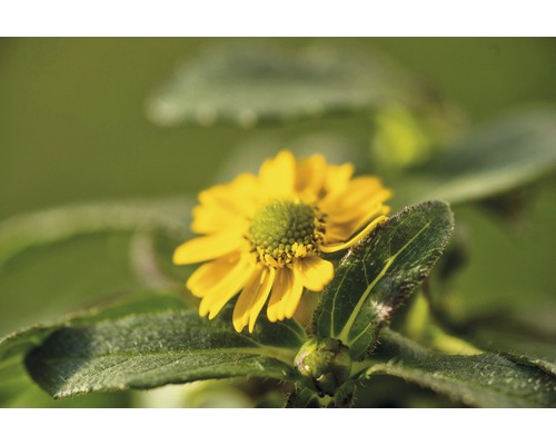 Gelbe Ackerdoppelsame Blume mit grünen Blättern