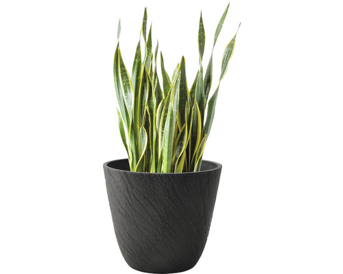 Sansevieria in einem dunklen Pflanzgefäß