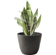 Sansevieria Pflanze im Topf