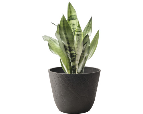 Sansevieria Pflanze im Topf