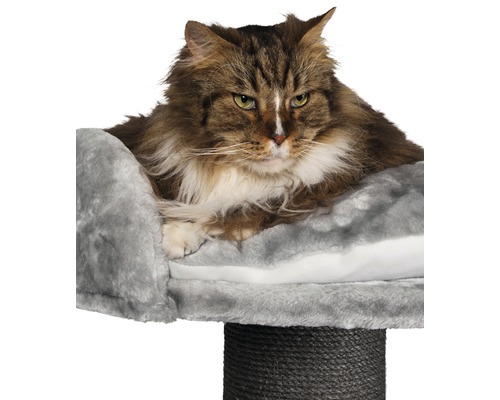 Katze ruht auf einem Kratzbaum mit Liegefläche