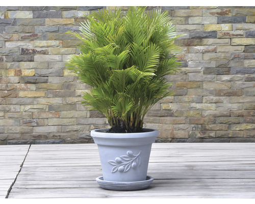 Areca Palme in Blumentopf mit Olivenzweig Design