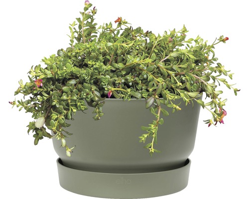 Blumentopf mit Pflanze