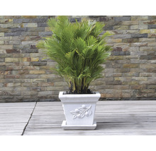 Areca Palme im verzierten Blumentopf