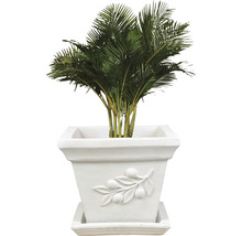 Areca Palme in einem quadratischen Pflanzgefäß mit Olivenzweigverzierung