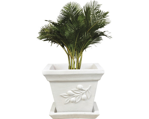 Areca Palme in einem quadratischen Pflanzgefäß mit Olivenzweigverzierung