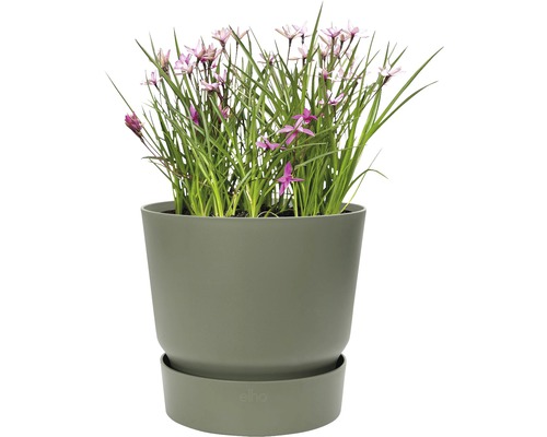 Blumentopf mit blühenden Pflanzen