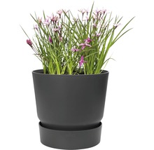 Blumentopf mit Pflanze