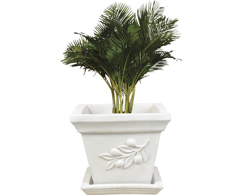 Palme in einem quadratischen Pflanzgefäß mit Olivenzweigdekoration