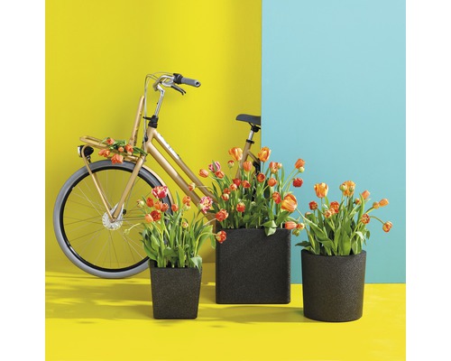 Dekorative Pflanzgefäße mit Tulpen und Fahrrad