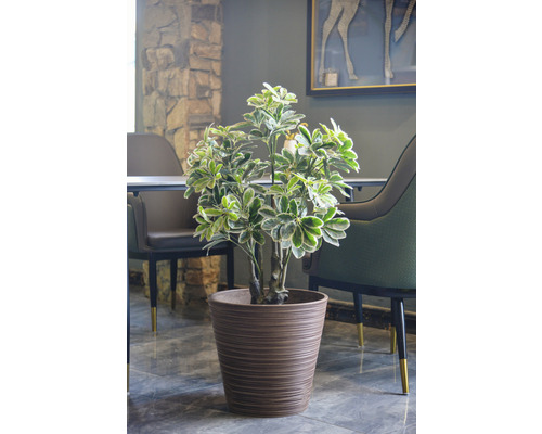 Zimmerpflanze in einem braunen Topf als Dekoration