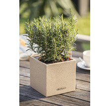 Rosmarin in einem Lechuza Pflanzgefäß auf einem Holztisch