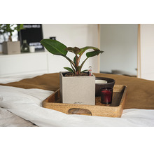 Blumentopf Canto Stone Kunststoff 14x14x14 cm sandbeige inkl. Erdbewässerungsystem und Wasserstandsanzeiger