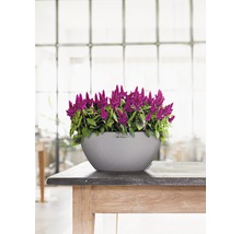Celosia-Blumen in einem grauen Lechuza Pflanzgefäß auf einem Holztisch
