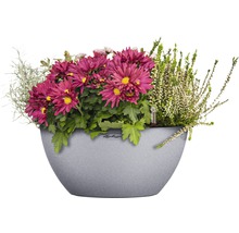 Blumenarrangement im Pflanzgefäß