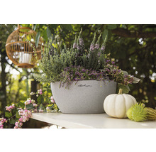 Bepflanzter Lechuza Pflanzkübel mit Herbstdekoration
