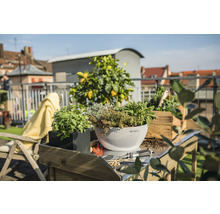 Szene mit Kräutern in Pflanzgefäßen auf einem Tisch im Freien