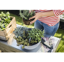Frau pflanzt Kräuter in einen Topf auf einem Gartentisch, neben einer Holzkiste mit Kräutern