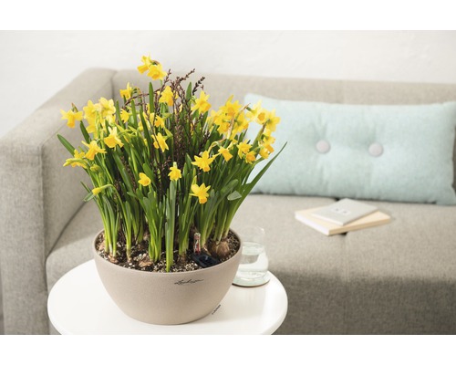 Gelbe Narzissen in einem Topf auf einem Tisch neben einem Sofa.