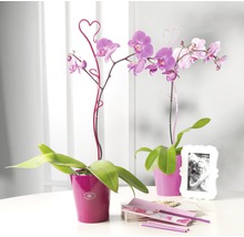 Zwei Phalaenopsis Orchideen in Töpfen mit herzförmigen Pflanzensteckern