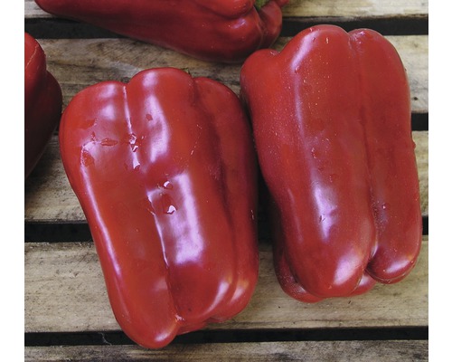 Paprika 'Aurelio' FloraSelf Ø 12 cm Topf veredelt, roter, großer Blockpaprika