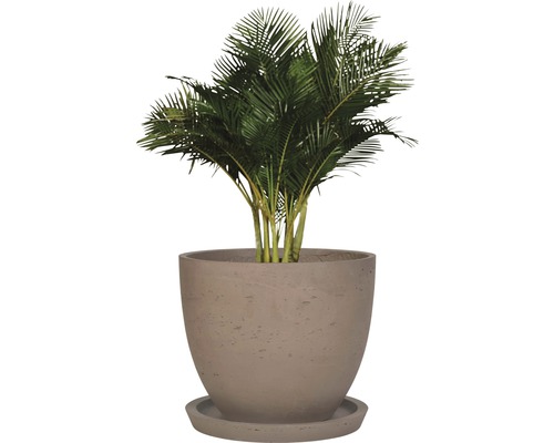 Zimmerpflanze Arekapalme in Pflanztopf mit Untersetzer