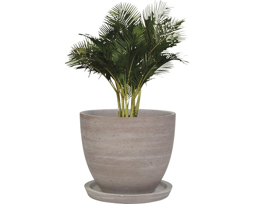 Arecapalme im Topf mit Untersetzer