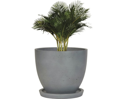 Palme in einem runden Pflanzgefäß mit Untersetzer