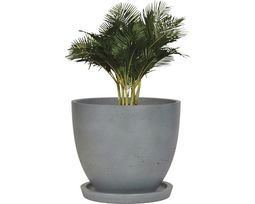 Zimmerpflanze in einem runden Pflanzgefäß mit Untersetzer