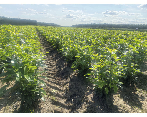 Feld mit Lorbeerpflanzen für Hecken
