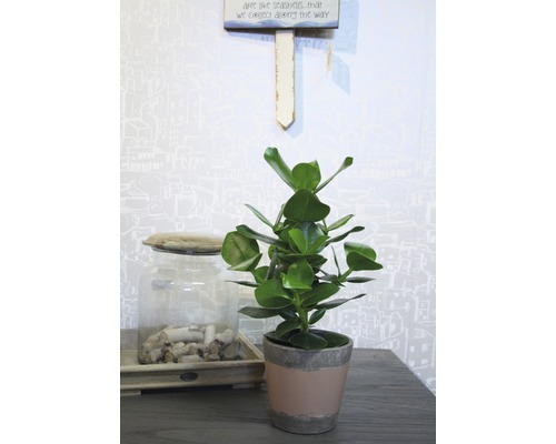 Zimmerpflanze im Topf auf einem Tisch, neben einem Glasgefäß mit Holzstücken