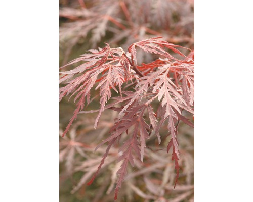 Nahaufnahme von Blättern eines japanischen Ahorns