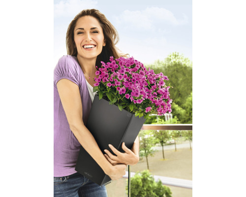 Frau hält schwarzen Pflanzkasten mit lila Blumen auf dem Balkon