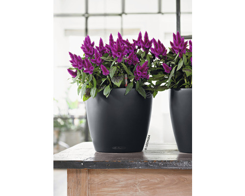 Dekorative Zimmerpflanze in einem schwarzen Pflanzgefäß auf einem Holztisch