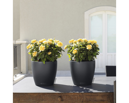 Zwei schwarze Pflanzgefäße mit gelben Rosen auf einem Tisch im Freien.