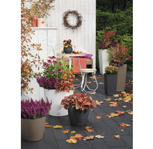 Terrasse mit Herbstblumen und Pflanzgefäßen in verschiedenen Formen und Größen.