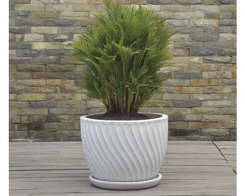 Zimmerpflanze in einem Pflanzgefäß mit spiralförmigem Muster