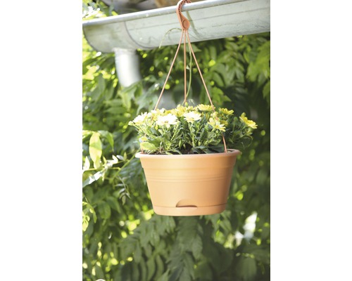 Hängeampel mit Margeriten unter einem Dachvorsprung