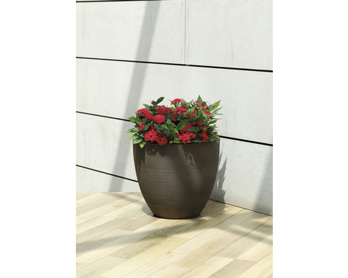 Blumentopf mit roter Pflanze auf Holzfußboden