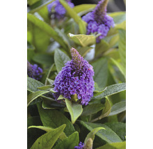 Nahaufnahme einer Schmetterlingsfliederpflanze mit violetten Blüten