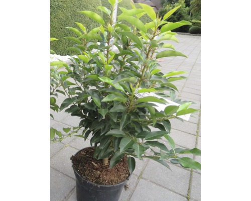 Portugiesischer Kirschlorbeer FloraSelf Prunus lusitanica 'Angustifolia' H 60-80 cm Co 5 L Mindestbestellmenge 25 Stk. für ca. 10 m Hecke Lorbeerkirsche im Topf für den Garten