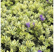 Im Bild ist eine Heckenpflanze mit violetten Blüten zu sehen.