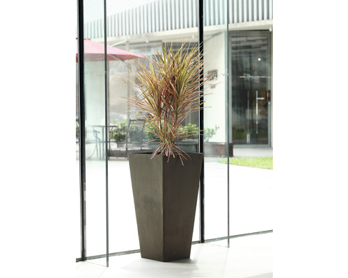 Zimmerpflanze in einem hohen, konischen Pflanzgefäß aus einem nicht näher spezifizierten Material