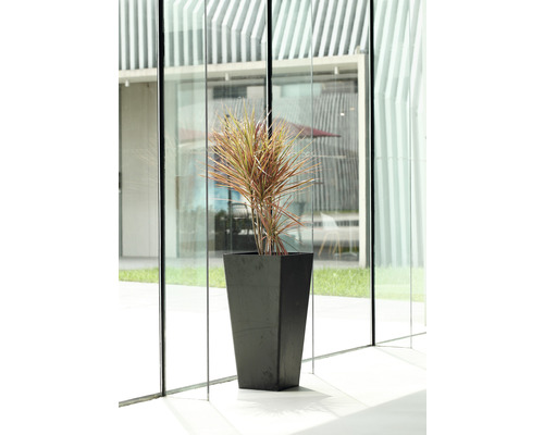 Drachenbaum in einem hohen, eckigen Pflanzgefäß vor einer Fensterfront