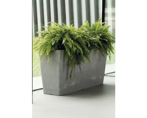 Rechteckiger Pflanzkasten mit Farn